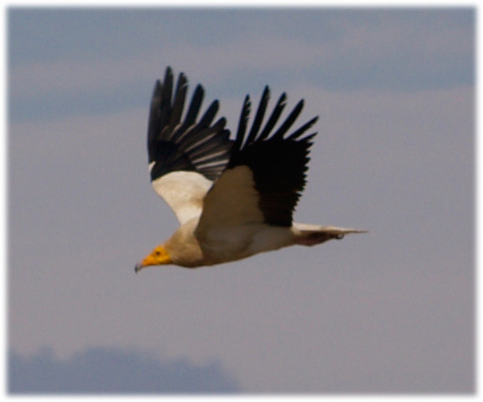 Capovaccaio imprudente